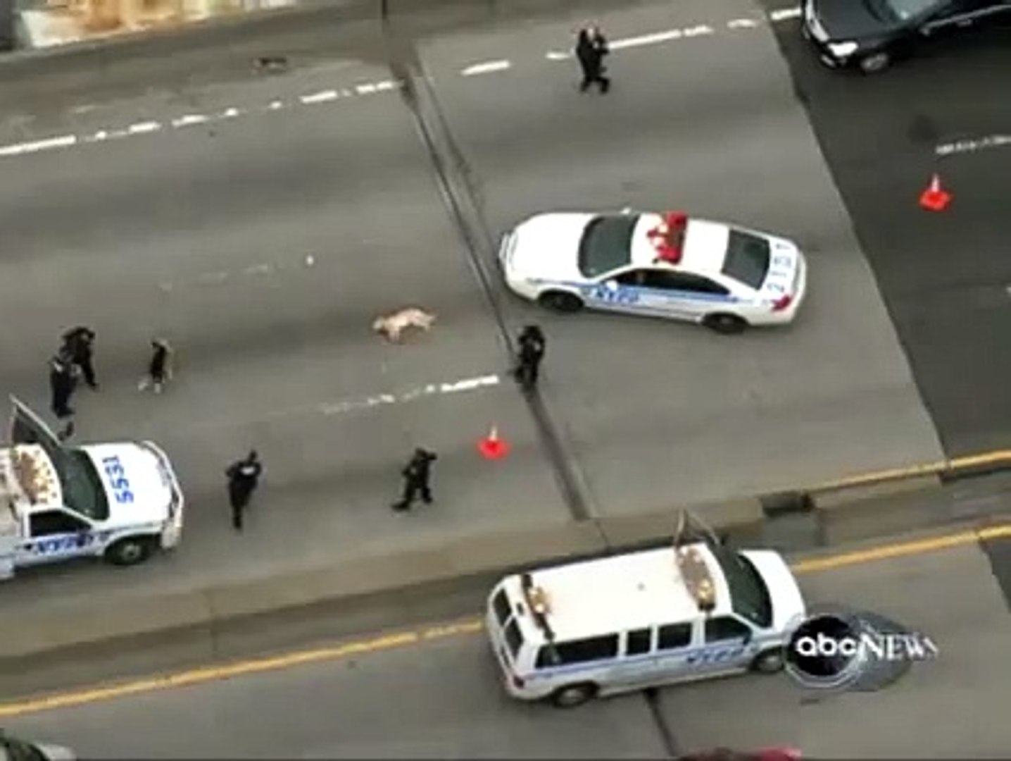 ⁣Amazing dog video - dog saves a friend dog on highway