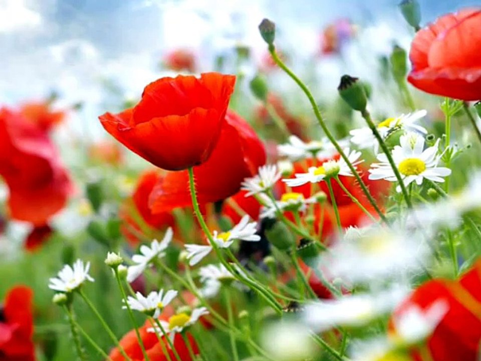 Farid Farjad - Soghati / Gelinciğin Hüznü