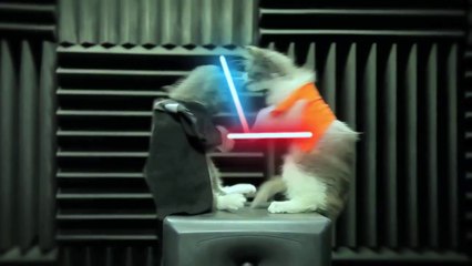 Chatons Jedi les plus mignon