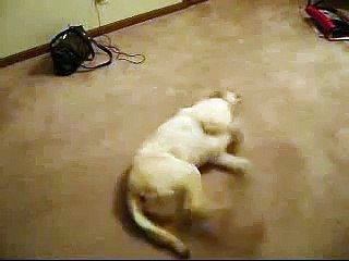 Bizkit the Sleepwalking Running Dog