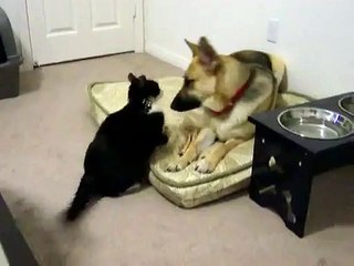 Crazy Cat Attacks Dog!