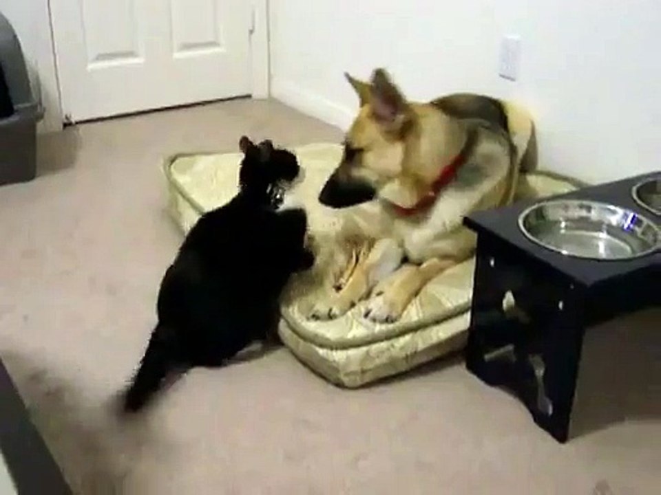Crazy Cat Attacks Dog!