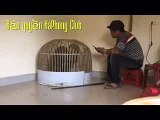 Bắt được trộm nhốt vào lồng gà rồi bắt hát 2 bài mới thả