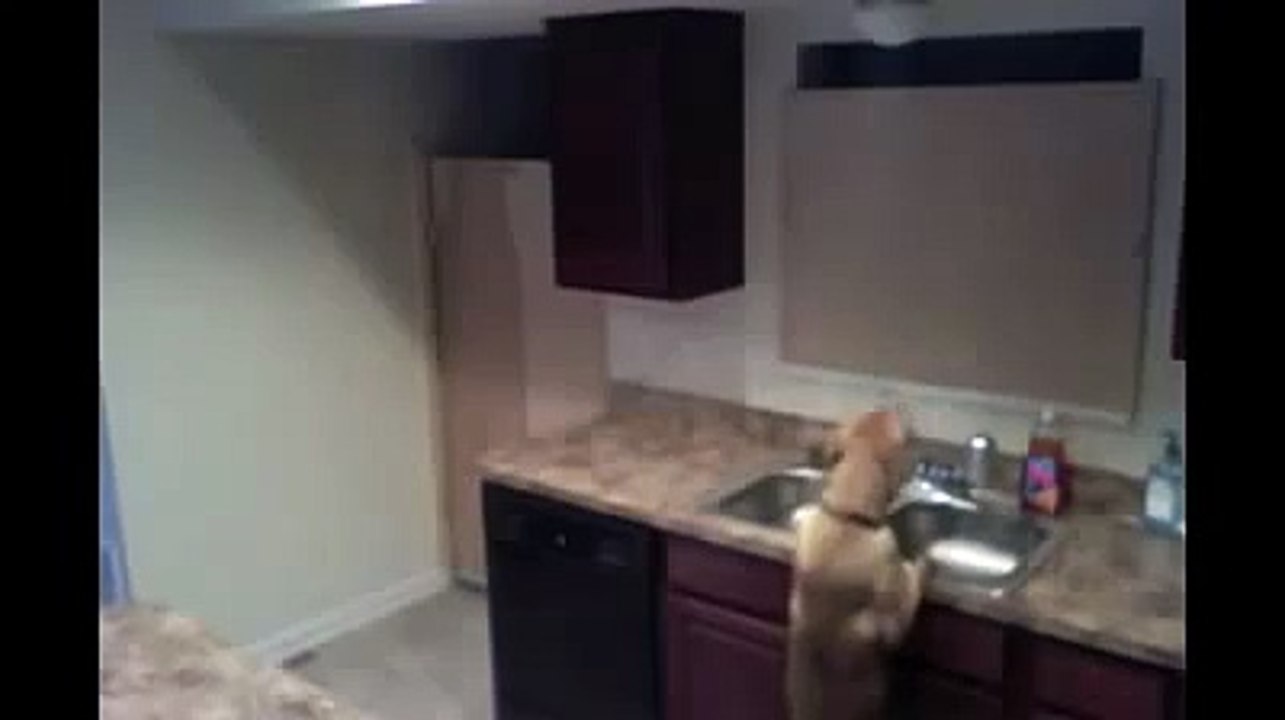 dog escapes from kitchen!