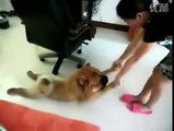 Dog plays dead to avoid taking a bath!