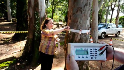 Tomógrafo avalia saúde de eucaliptos da Lagoa do Taquaral