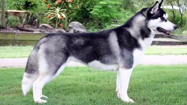 Pelea de perros siberian husky mascota o asesino