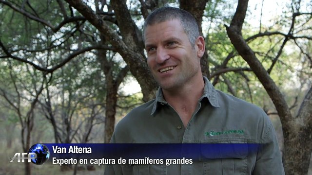 Anticonceptivos para elefantes en Sudáfrica