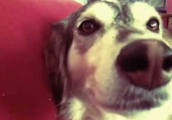 Musical Dog Delightfully Tunes Her Voice