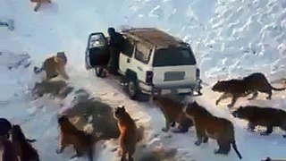 Many lion attack a jeep watch and share