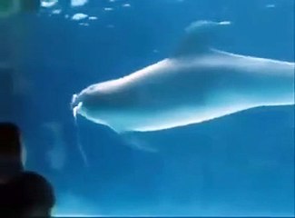 The Beauty of Marine Mammals and Their Toroidal Bubbles :)