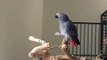 African Grey Parrot clicking and whistling