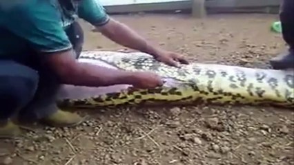 big snake has big animal in tummy,watch full post martum of snake,infoprovider