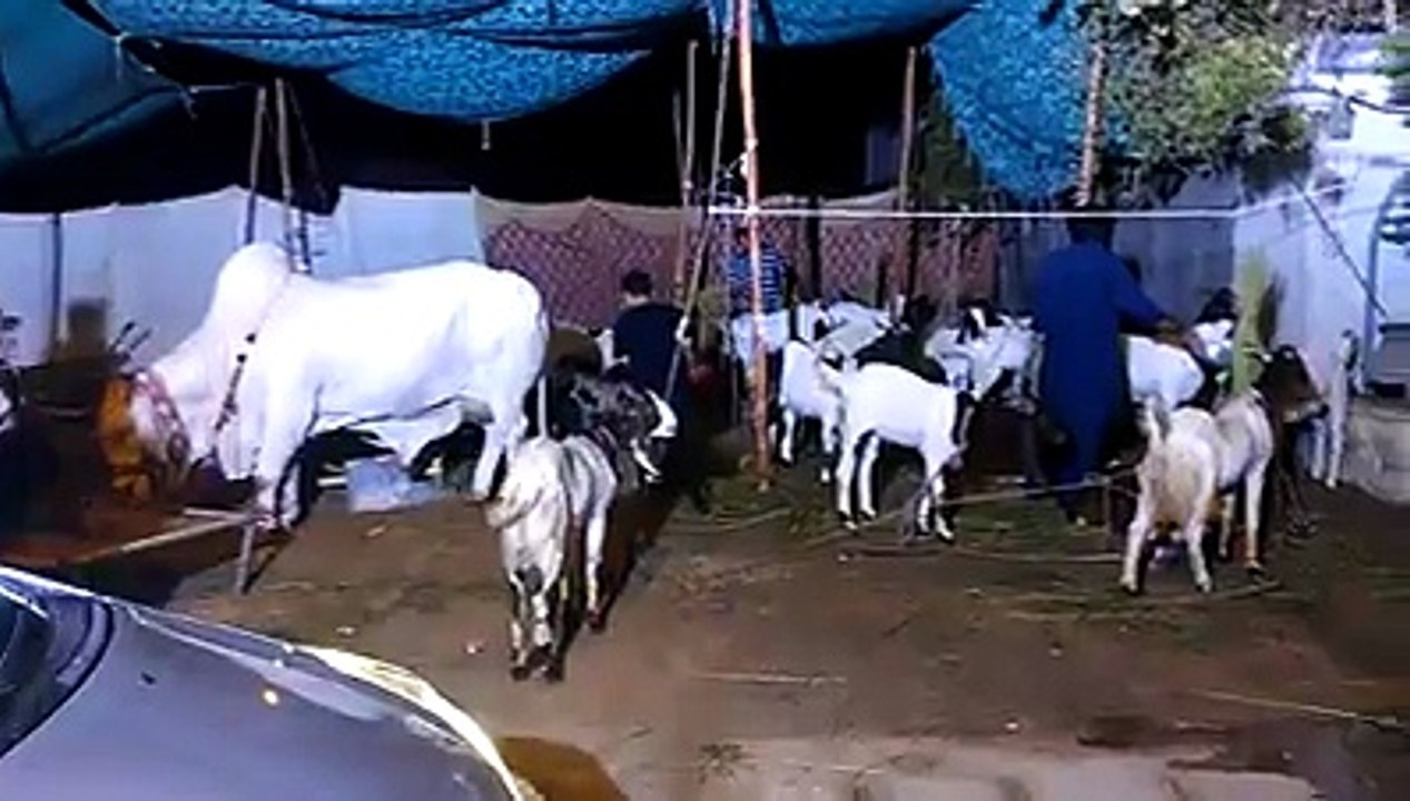 Bull Street Mandi