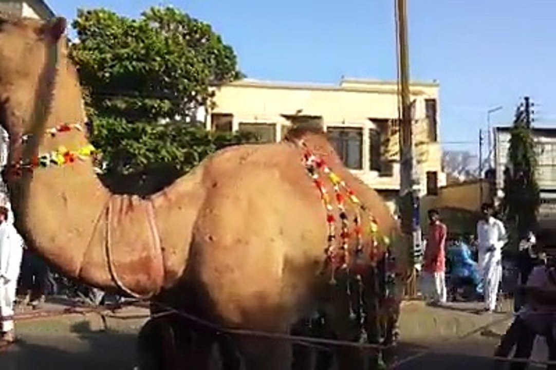 Camel Runs During Qurbani at Khalid Bin Waleed Road Karachi