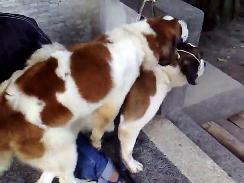 St Bernard Dog Mating