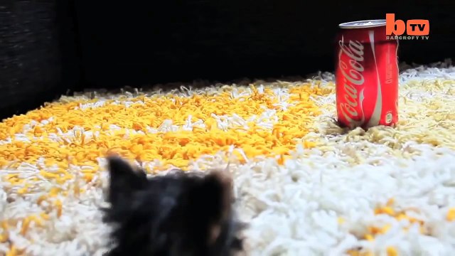 The World s Smallest Dog Tiny Dog Terrier