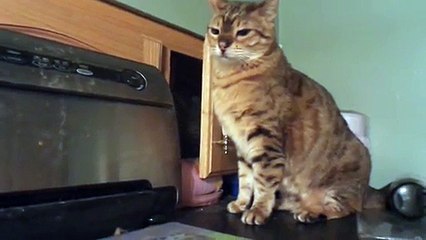 Un chat ninja caché dans l'armoire...