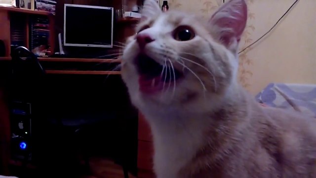Cat acts like a dog and this is so cute!