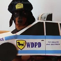 Dachshunds Play 'Cops & Robbers' - Dogs