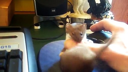 Ce bébé furet déteste les gamers!