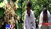 Unseasonal rains in state damage crop of kesar mangoes - Tv9 Gujarati