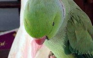 sweet Parrot  Talking -