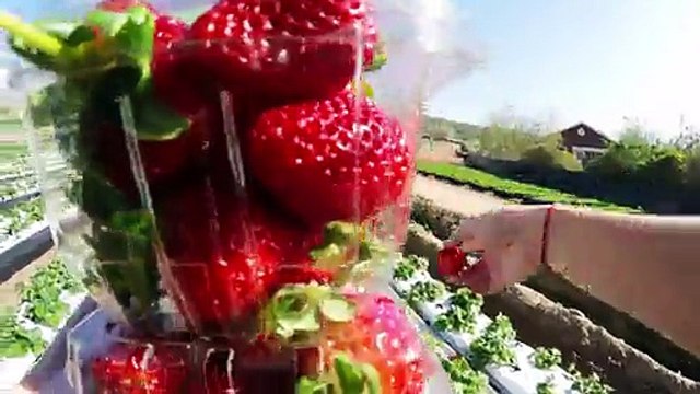 Une tarte aux fraises faite maison, du jardin à la bouche.