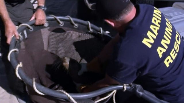 Hundreds of starving sea lion pups stranded in California