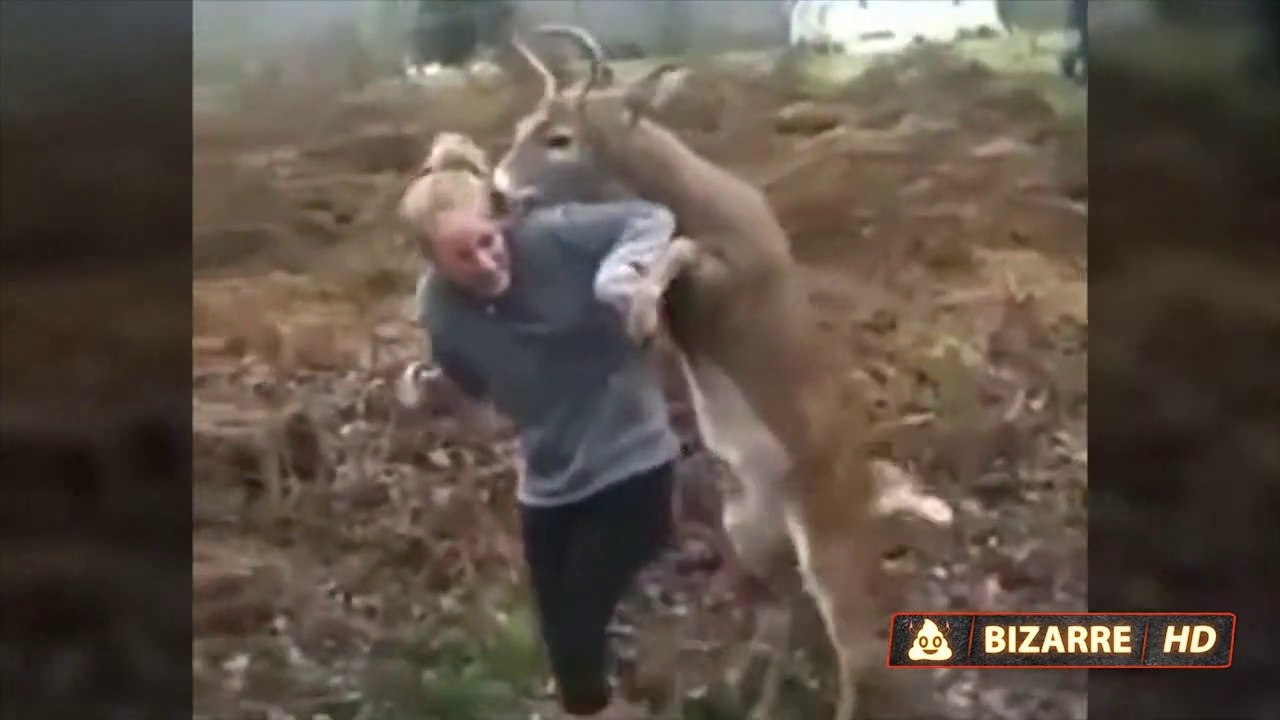 When Animals Attack, Part 2