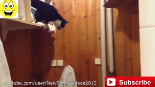 Epic Funny Cats Vines [NEW October 2014]