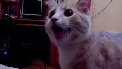 un chat se prend pour un chien