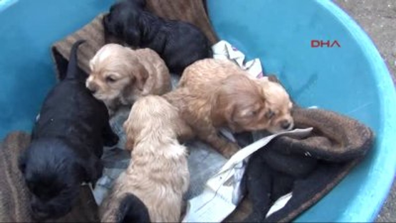 Osmaniye Köpek 'Zilli' Çalındı, Yavruları Annesiz Kaldı