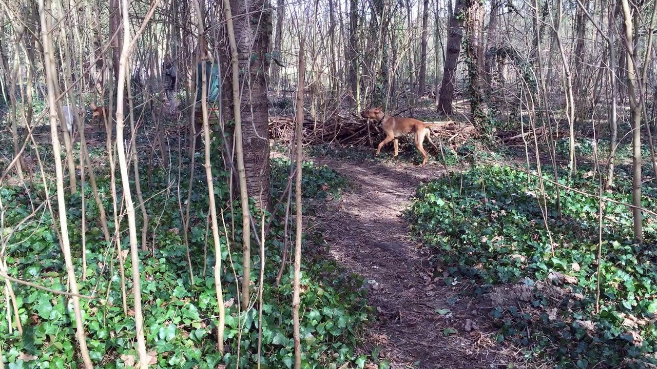 Winding walk in the woods (w/ Hyperlapse)
