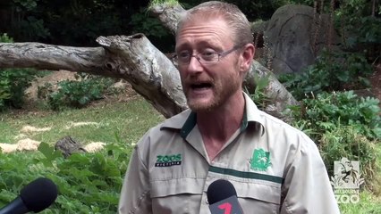 Baby Gorilla born at Melbourne Zoo!
