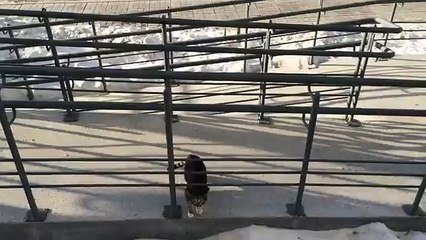 Comment faire rentrer son chat à la maison