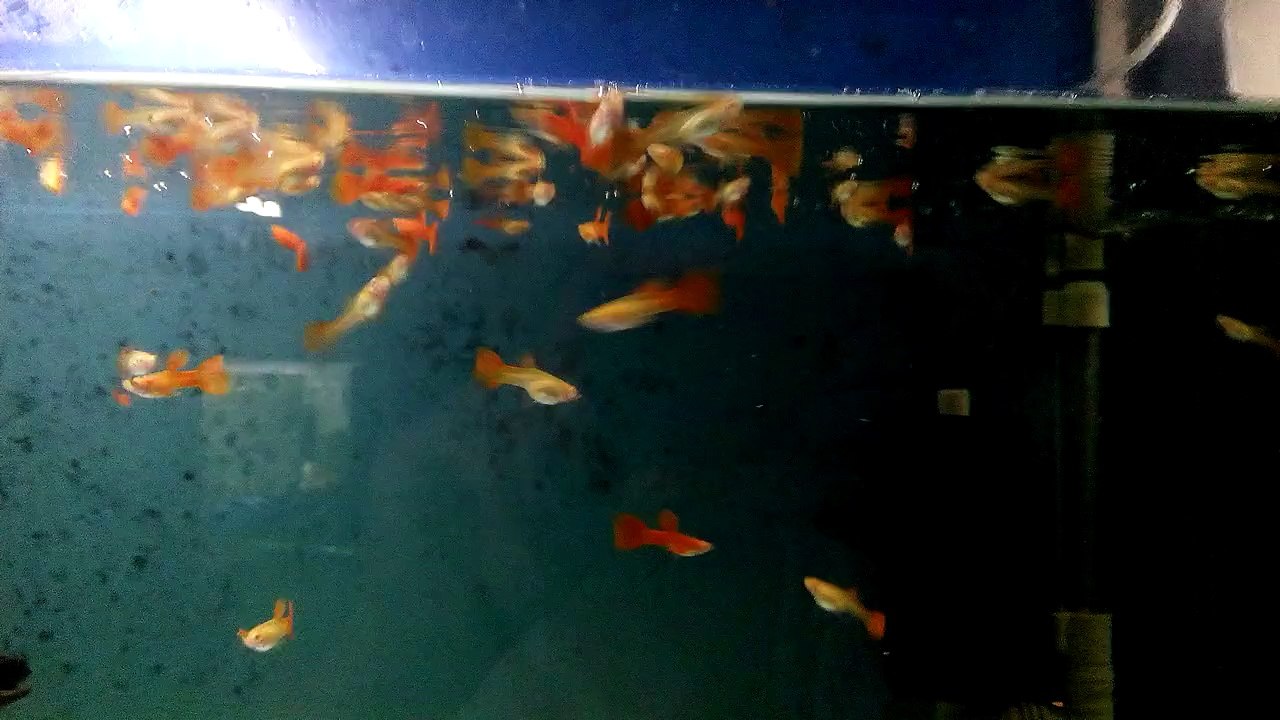 Albino Full Red Lepistes