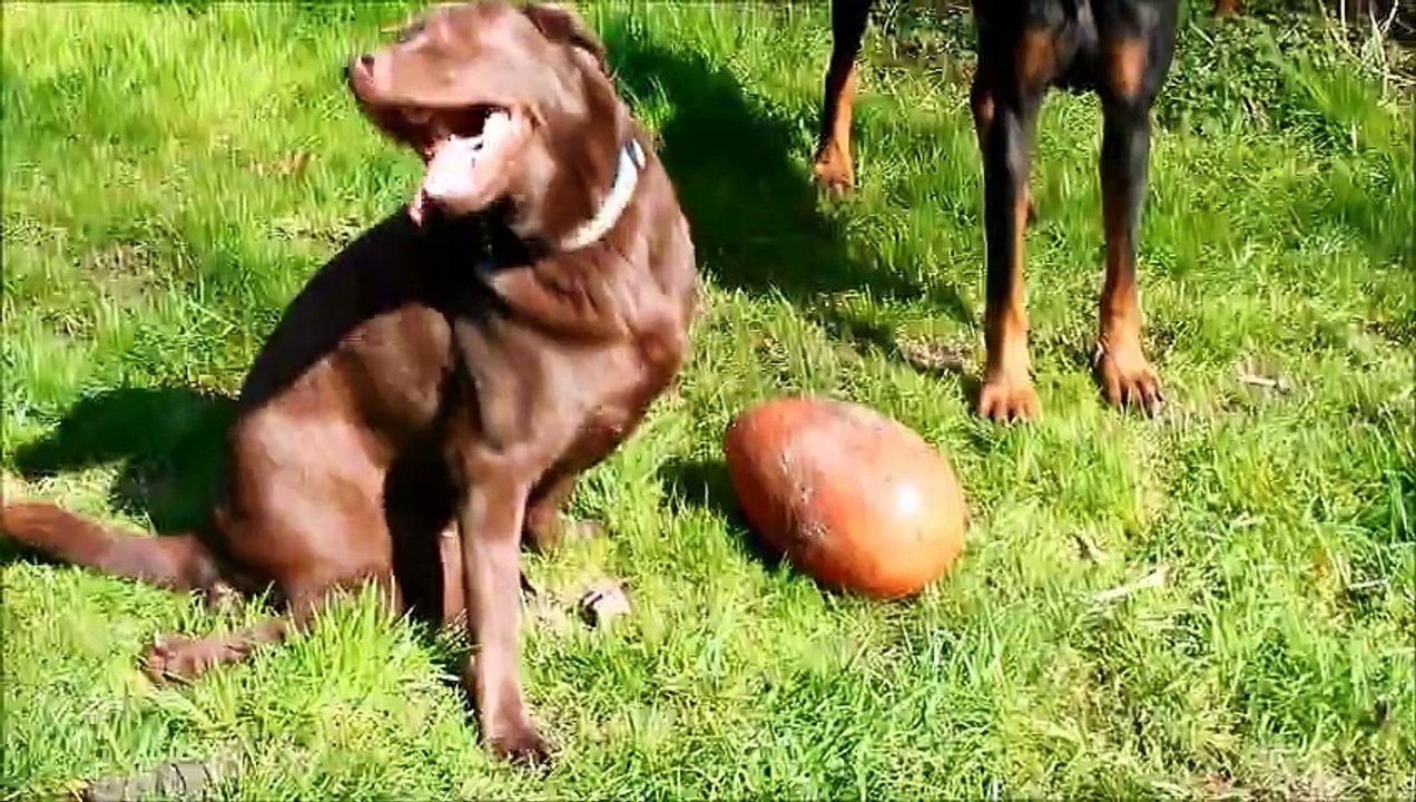 Chocapic et ses potes 17/03/2015