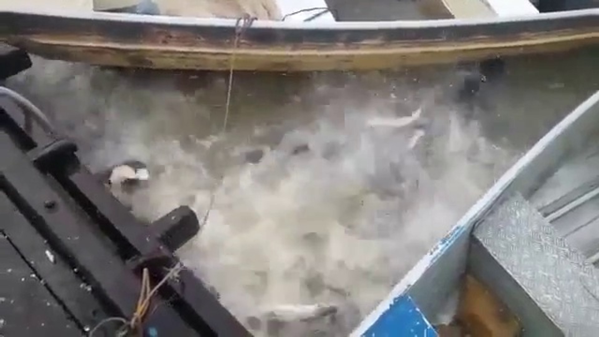 Pyrana En Corse Poisson | TikTok, image size:1920x1080