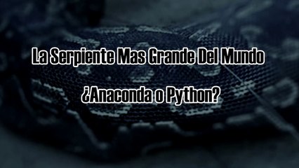 La Serpiente Mas Grande Del Mundo Anaconda O Piton