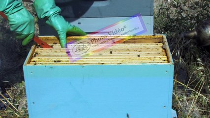 APICULTURE Extrait 16