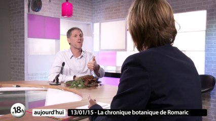 Le séquoia - La chronique botanique de Romaric