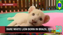 White lion cub: Brazil zoo shows off two-month old white lion cub