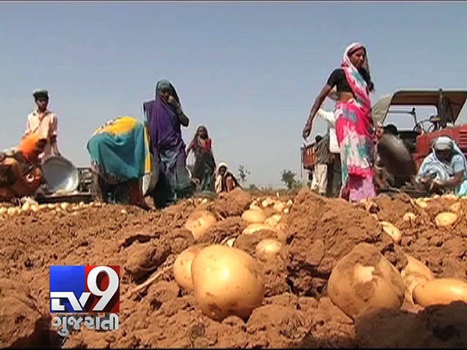 Government to give subsidy to export potatoes - Tv9 Gujarati