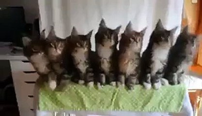 Baby Doll main sonay di -Wao