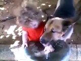 Sevimli köpek ve sevimli çoçuğun su içmesi