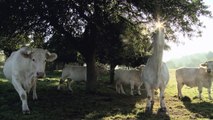 Bovines ou la vraie vie des vaches (2012) - Trailer French