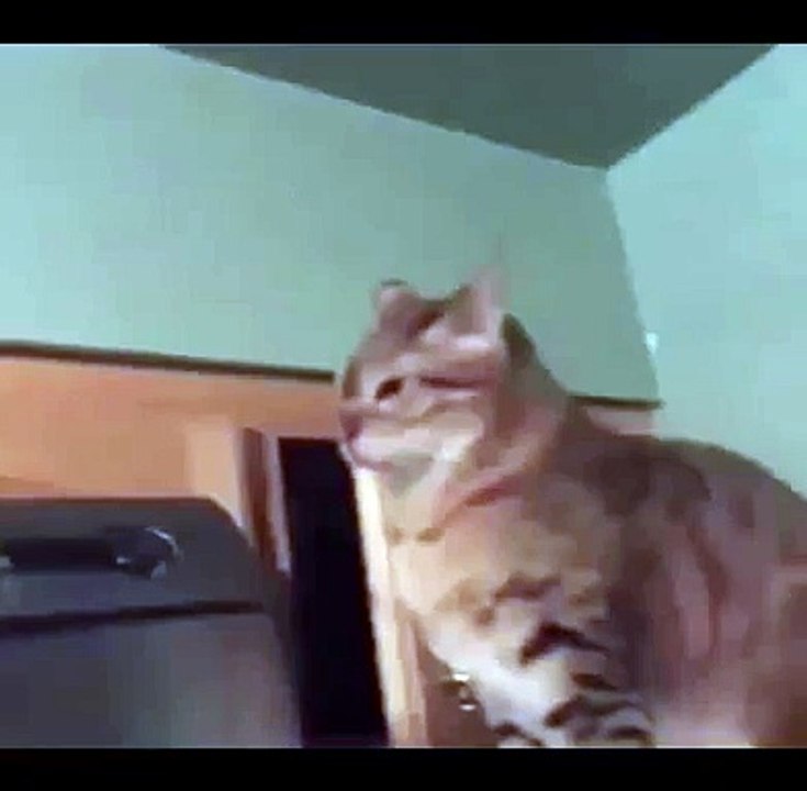 Este gato es más sigiloso que un ninja