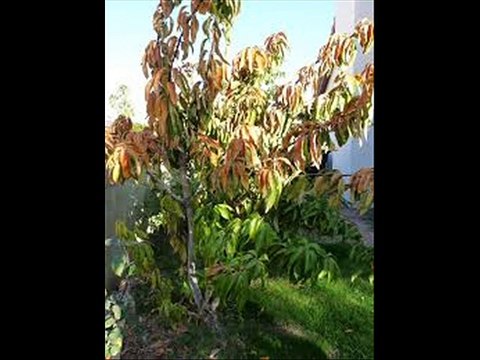 Mango frost affected plants ka elaj by Dr.Ashraf Sahibzada