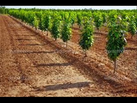 Persimmon/ Japani phal production technology Dr.Ashraf Sahibzada
